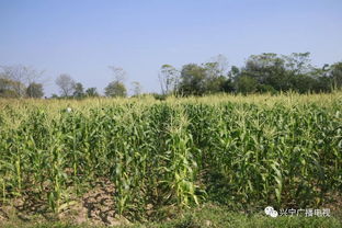 掌上菜園上線(xiàn)啦，動(dòng)動(dòng)手指就上菜