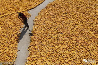 鄉(xiāng)村振興新舉措 東營(yíng)率先啟動(dòng)農(nóng)民職稱評(píng)審，家禽家畜養(yǎng)殖能手可申報(bào)