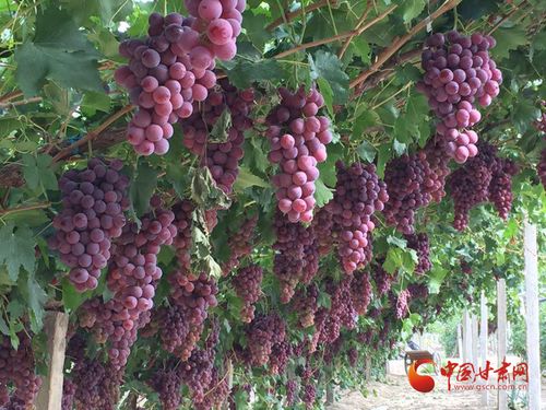 金塔縣 夯實(shí)質(zhì)量監(jiān)管基礎(chǔ)，實(shí)施綠色品牌引領(lǐng)，助推初級(jí)農(nóng)產(chǎn)品高質(zhì)量發(fā)展