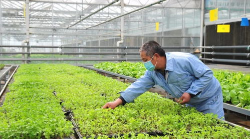 科技育苗興農業 畜禽興旺保供應——延慶區現代化育苗工廠助力農業高質量發展